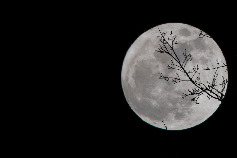 Full moon with silhouetted tree branches