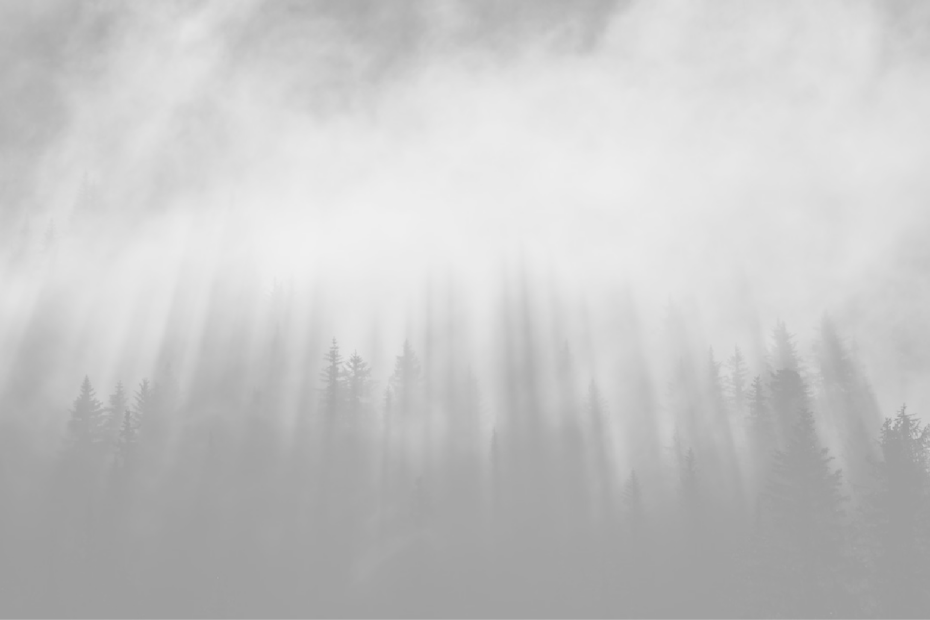 Misty dark pine forest with vertical fog